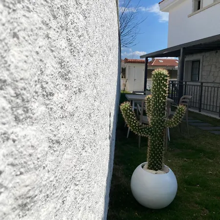 Olea Alacati